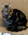 Boomer (bonded w/ Banjo) - Photo 3