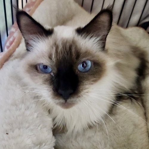 BALTHAZAR - Balinese available for adoption