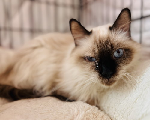 BALTHAZAR - Balinese available for adoption