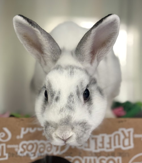 IHOP - American available for adoption