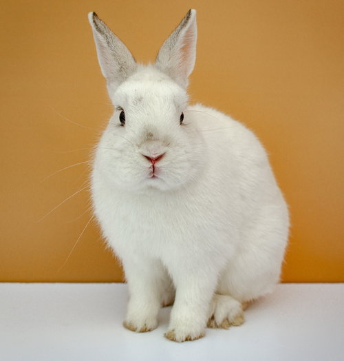 PONCHO - American available for adoption