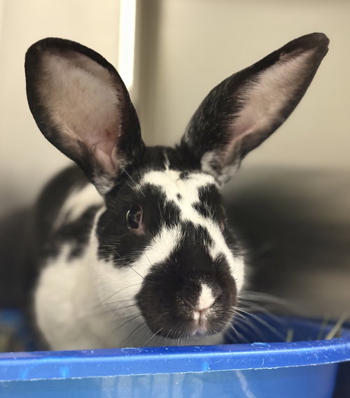 JINX - American available for adoption
