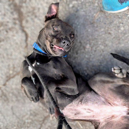 CLAREMONT - Pit Bull Terrier available for adoption