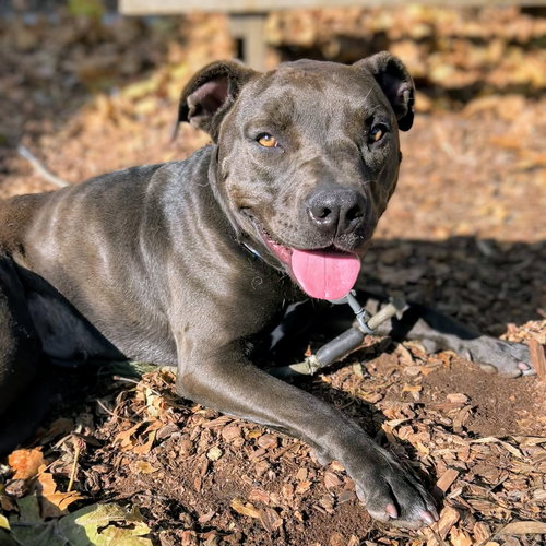 CLAREMONT - Pit Bull Terrier available for adoption