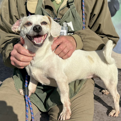 FAN BOI - Terrier available for adoption