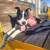 Owen - Photo 7