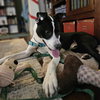 Owen - Photo 5