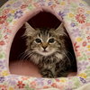 Amos (bonded w/ Tori) - Photo 3