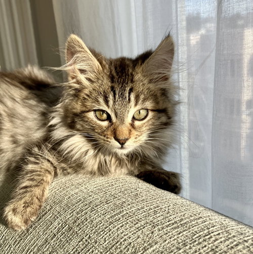 AMOS (BONDED W/ TORI) - Domestic Medium Hair available for adoption