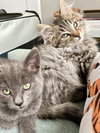 Amos (bonded w/ Tori) - Photo 2