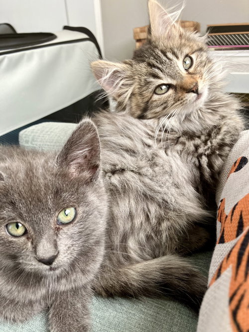AMOS (BONDED W/ TORI) - Domestic Medium Hair available for adoption