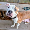 Munchkin - Photo 3