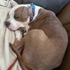Munchkin - Photo 8