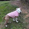 Munchkin - Photo 2
