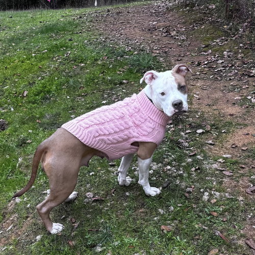 MUNCHKIN - American Pit Bull Terrier available for adoption