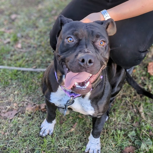 TAMAGOTCHI - Pit Bull Terrier available for adoption