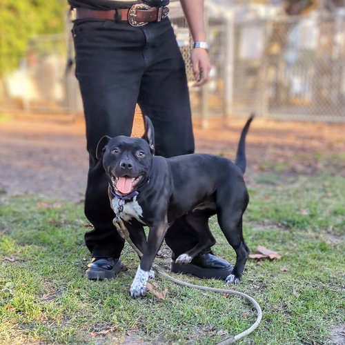 TAMAGOTCHI - Pit Bull Terrier available for adoption