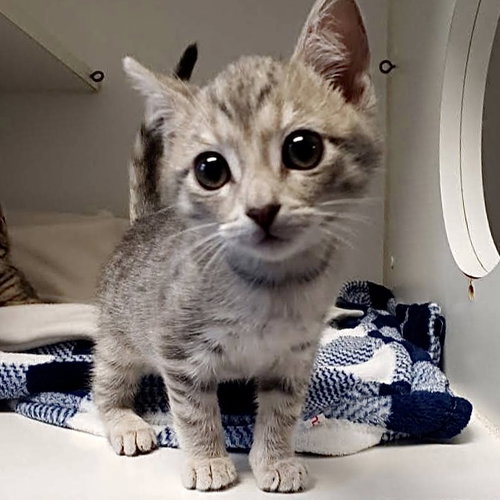 CASHEW (BONDED W/ PISTACHIO) - Domestic Short Hair available for adoption