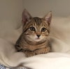 Pistachio (bonded w/ Cashew) - Photo 2