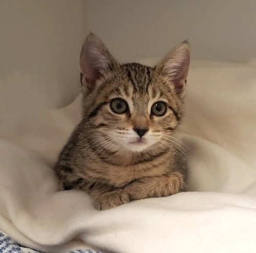 PISTACHIO (BONDED W/ CASHEW) - Domestic Short Hair available for adoption