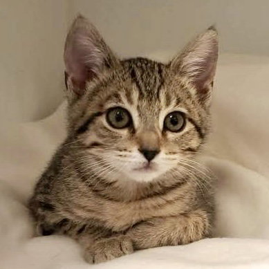 Pistachio (bonded w/ Cashew) Image