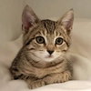 Pistachio (bonded w/ Cashew) - Photo 1