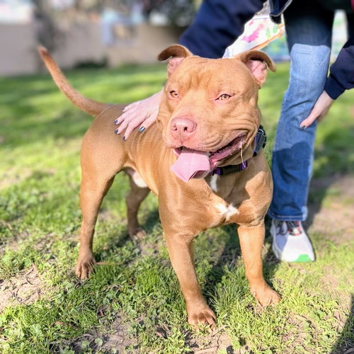 TOMATO - Pit Bull Terrier available for adoption