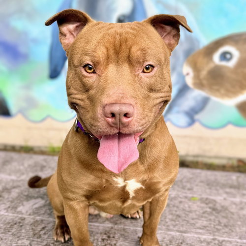 TOMATO - Pit Bull Terrier available for adoption