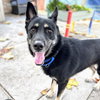 Mojo - Photo 1