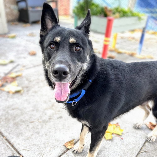 MOJO - German Shepherd Dog available for adoption