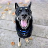 Mojo - Photo 2