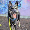 Mojo - Photo 4