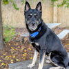Mojo - Photo 7