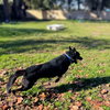 Mojo - Photo 5