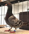Reginald - Photo 1
