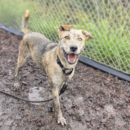 HUMMUS - Shepherd available for adoption