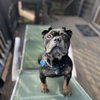 Bubba Gump - Photo 8