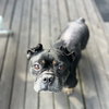 Bubba Gump - Photo 7
