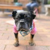 Bubba Gump - Photo 2