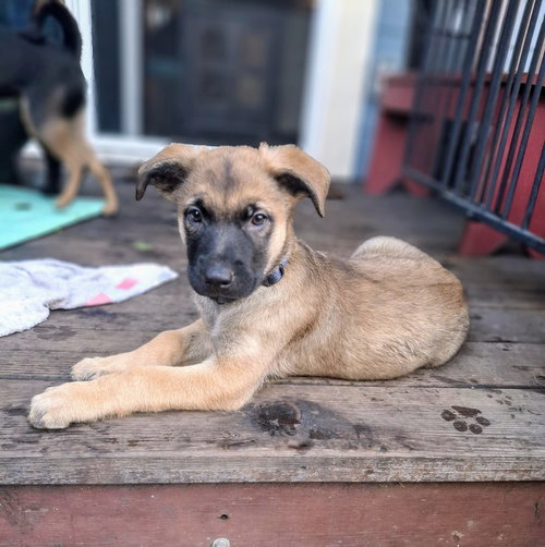 MONK - Belgian Shepherd Malinois / German Shepherd Dog available for adoption