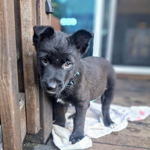 ASTRID - Belgian Shepherd Malinois / German Shepherd Dog available for adoption