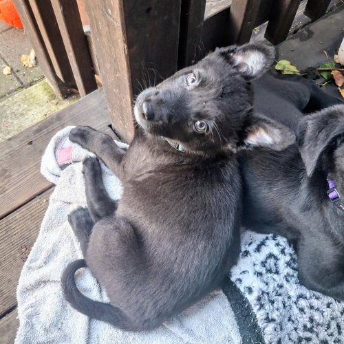 ASTRID - Belgian Shepherd Malinois / German Shepherd Dog available for adoption