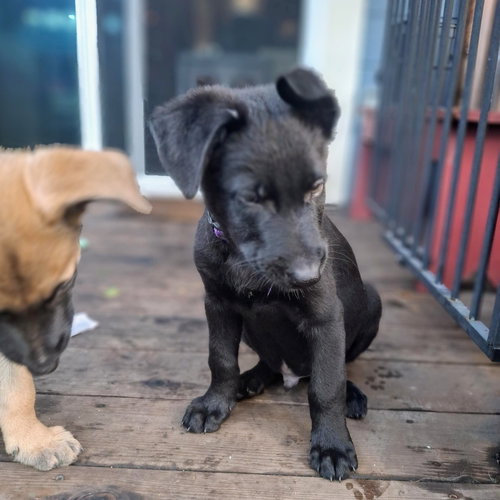 DJANGO - Belgian Shepherd Malinois / German Shepherd Dog available for adoption