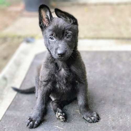 COLTRANE - Belgian Shepherd Malinois / German Shepherd Dog available for adoption