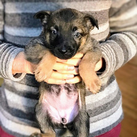 SIMONE - Shepherd available for adoption