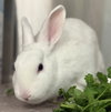 Thyme (bonded w/ Sage) - Photo 2