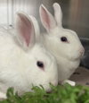 Dill (bonded w/ Parsley) - Photo 2