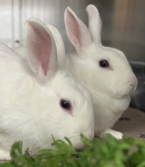 PARSLEY (BONDED W/ DILL) - American available for adoption
