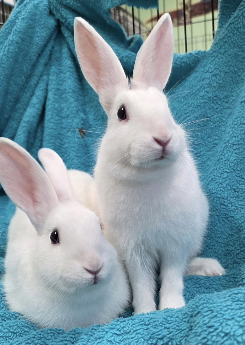 Velma (bonded w/ Roxie) Image