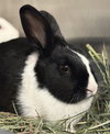 Sage (bonded w/ Thyme) - Photo 2